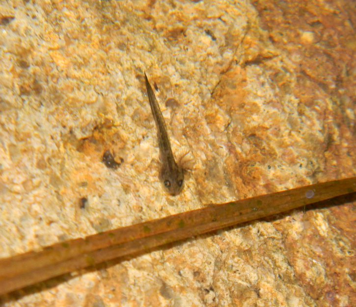 Tritoni in Bassa Valsugana (TN) da identificare - alpestri